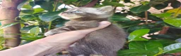 Bengalí gatos en venta: Bengalí  - Anuncio 4