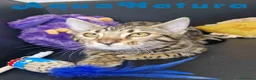 Bengalí gatos en venta: Bengali Hembra 1730 AQUANATURA - Anuncio 10