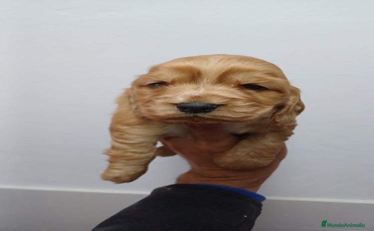 Cocker Spaniel Inglés perros - Anuncio 1