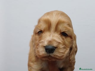 Cocker Spaniel Inglés perros - Anuncio 1