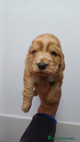 Cocker Spaniel Inglés perros - Anuncio 1