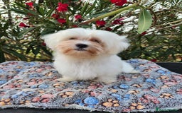Bichón Maltés perros en venta: Bichon maltés americano  - Imagen 2