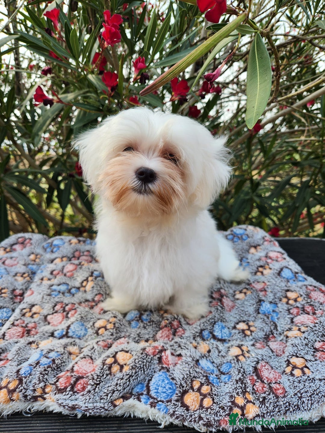 Bichón Maltés perros en venta: Bichon maltés americano  - Imagen 2