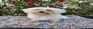Bichón Maltés Cachorro 1