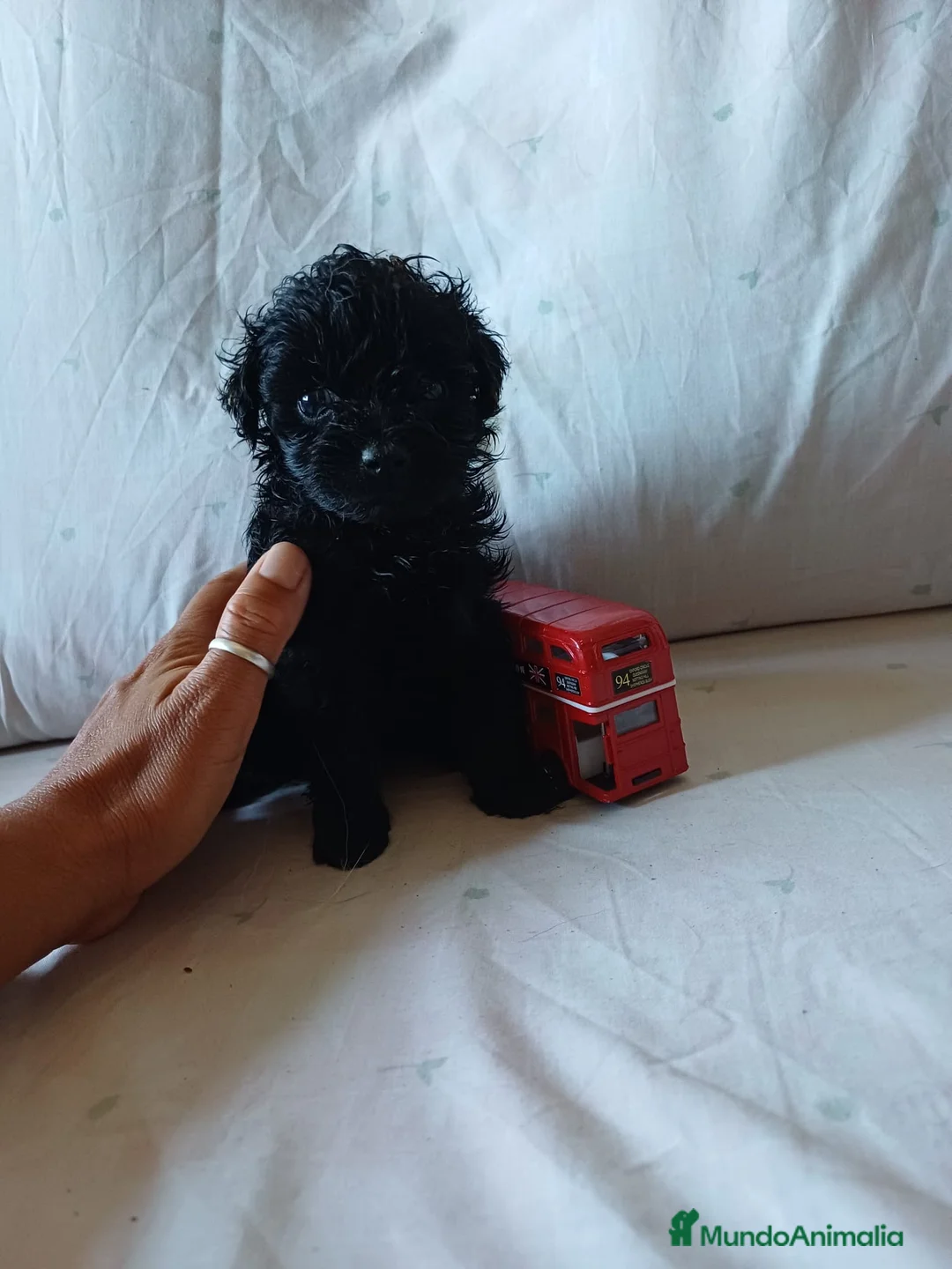 Caniche Toy perros en venta: Caniches Toy negros disponibles 🐶🐾🔥 en Córdoba - Anuncio 1