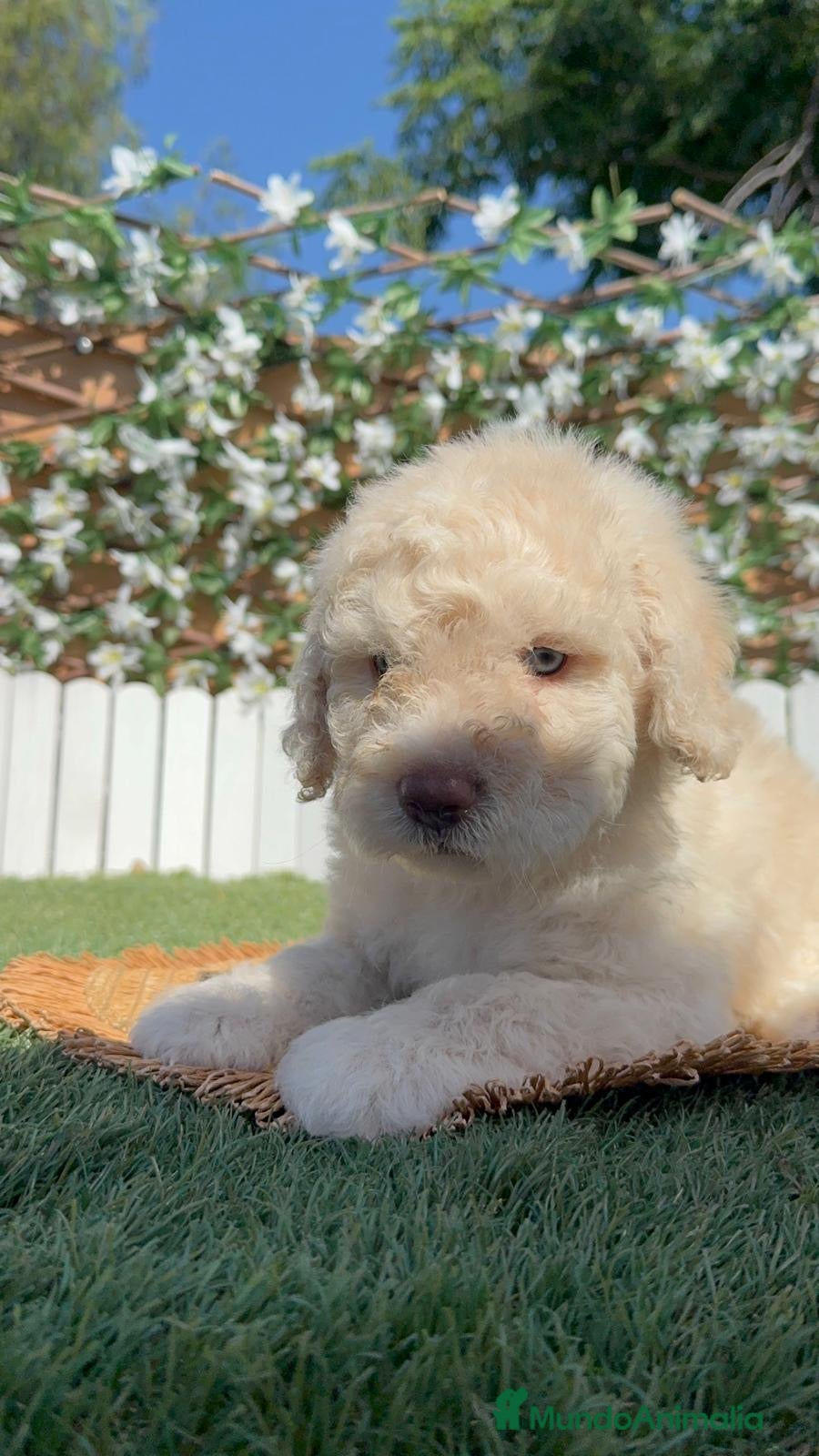 Perro de Agua Español perros en venta: PERRO DE AGUA ESPAÑOL - Anuncio 9
