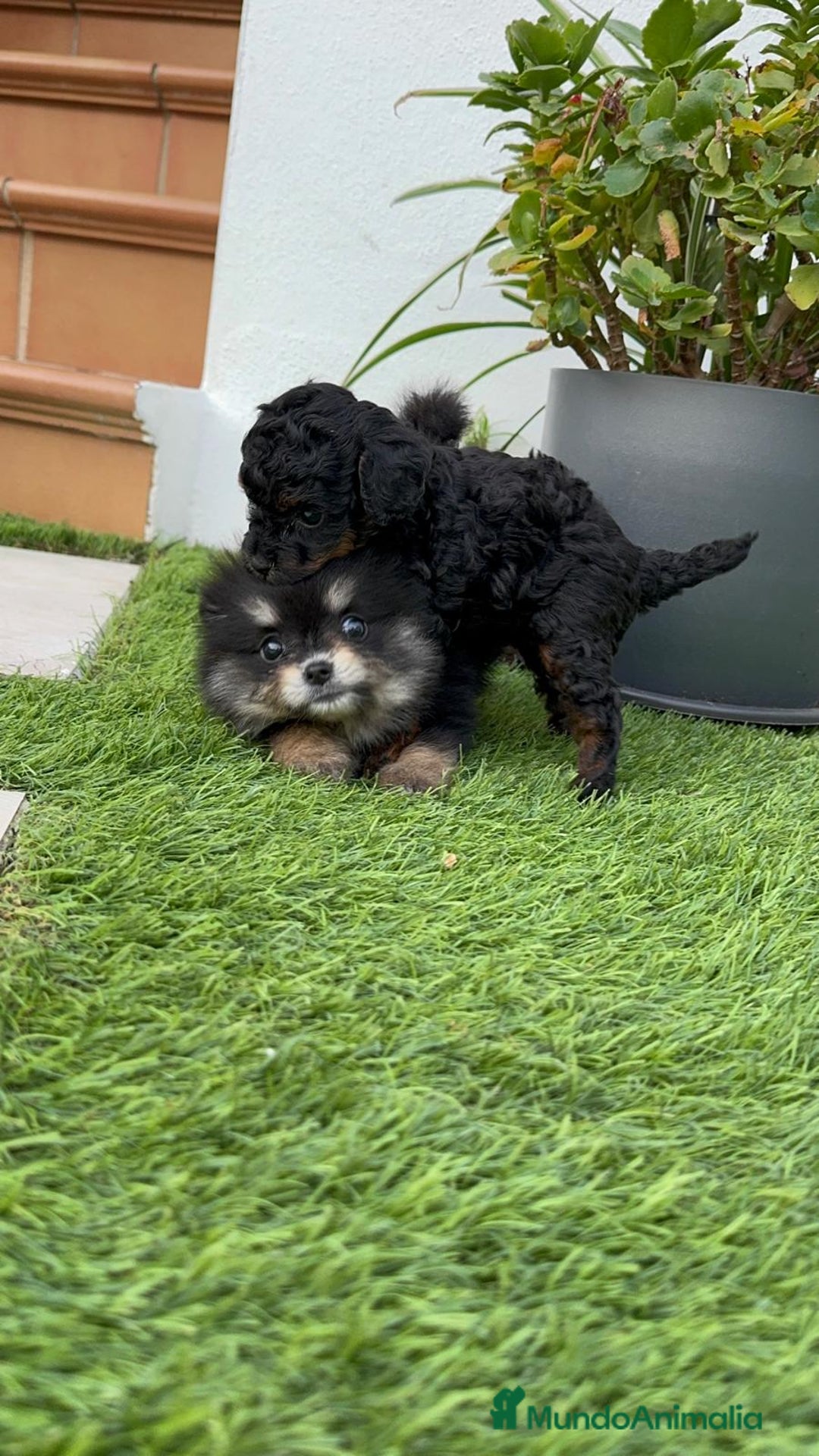 Pomerania perros en venta: POMERANIA HEMBRA BLACK AND TAN - Imagen 4