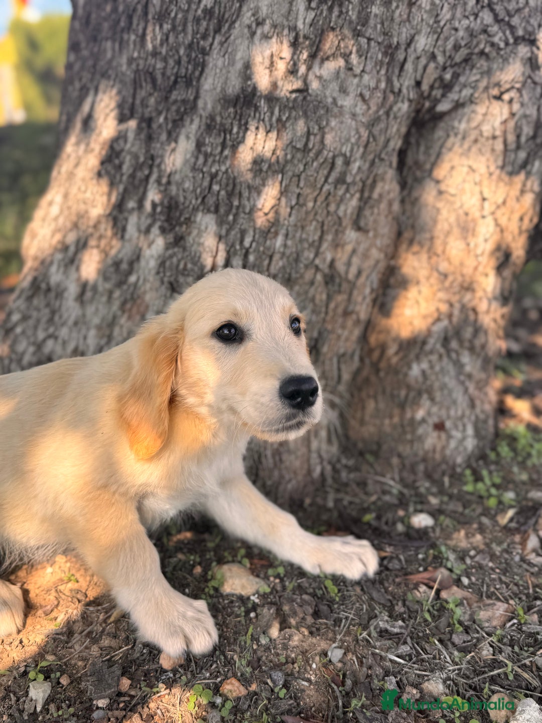 Golden Retriever perros en venta: GOLDEN RETRIEVER GARANTIA Y PRUEBAS GENÉTICAS  - Anuncio 3