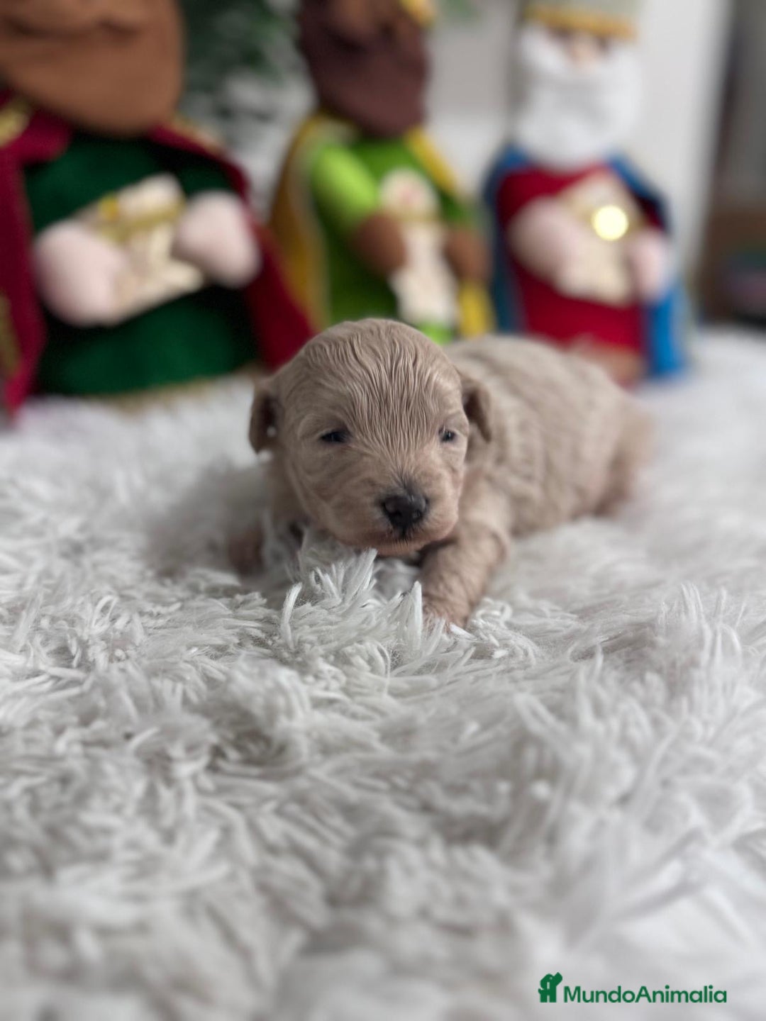Maltipoo perros en venta: MALTIPOO MACHO - Anuncio 7