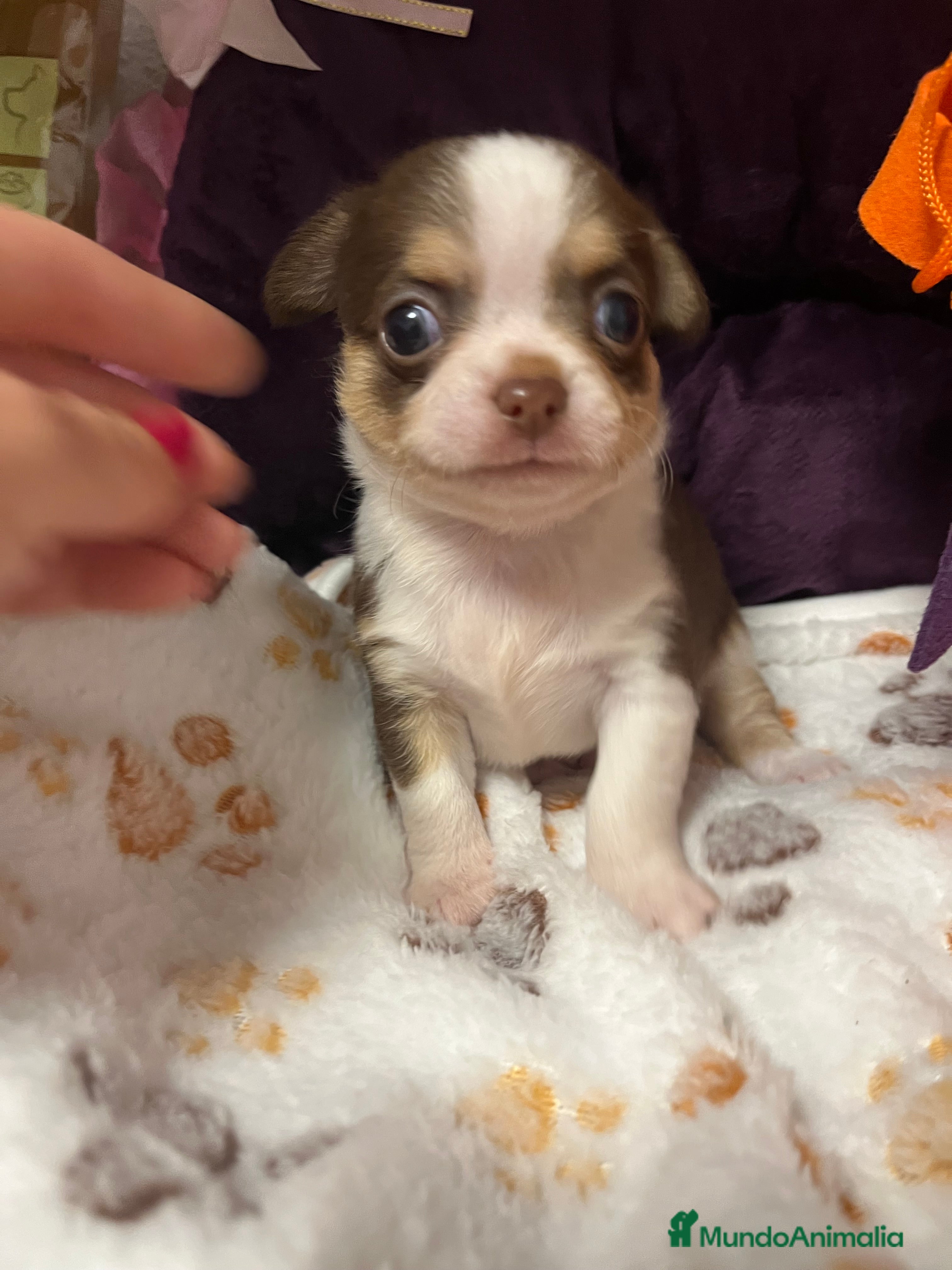 Chihuahua perros Chihuahuas minis - Anuncio 2