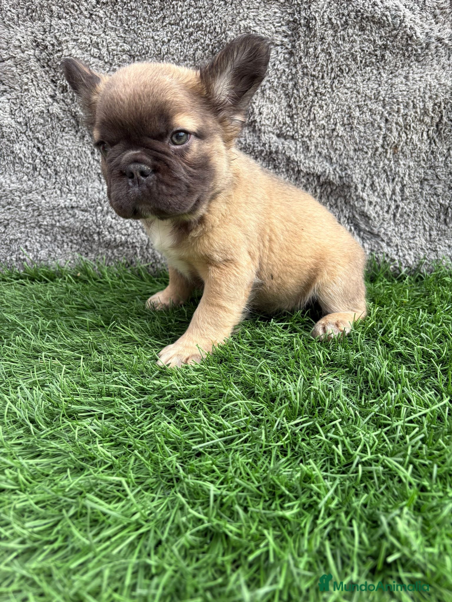 Bulldog Francés perros Bulldog frances hembra Fluffy lilac - Anuncio 3