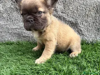 Bulldog Francés perros Bulldog frances hembra Fluffy lilac - Anuncio 3