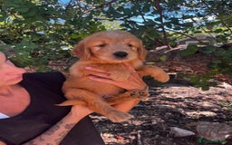 Goldendoodle perros en venta: Goldendoodle f1 - Imagen 8