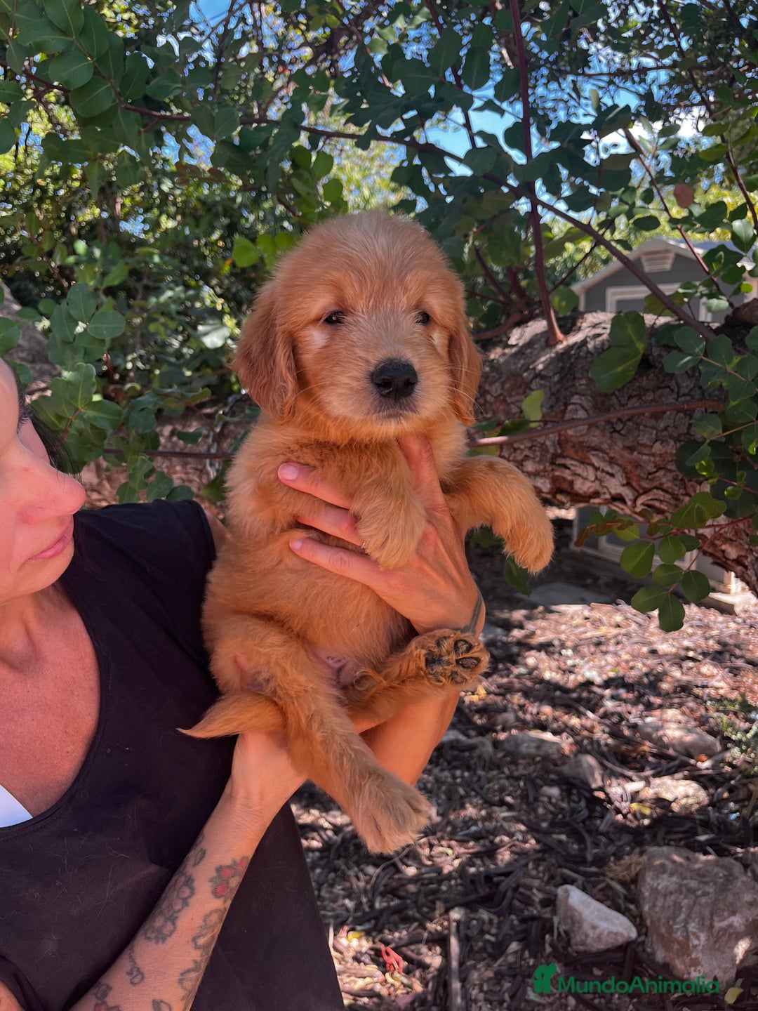Goldendoodle perros en venta: Goldendoodle f1 - Imagen 8