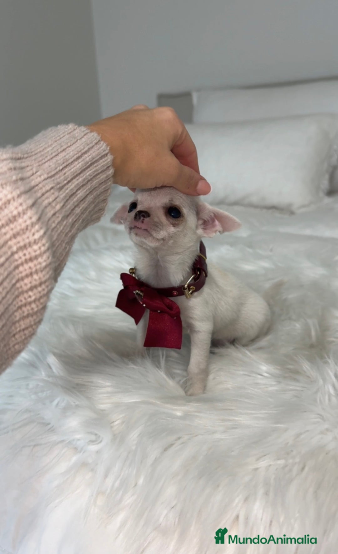 Chihuahua perros en venta: Chihuahua hembra - Anuncio 2