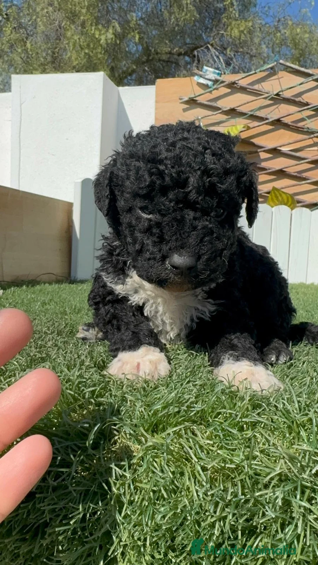 Perro de Agua Español perros en venta: PERRO DE AGUA ESPAÑOL - Anuncio 2