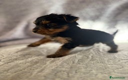 Yorkshire Terrier perros en venta: Yorkshire mini - Imagen 13