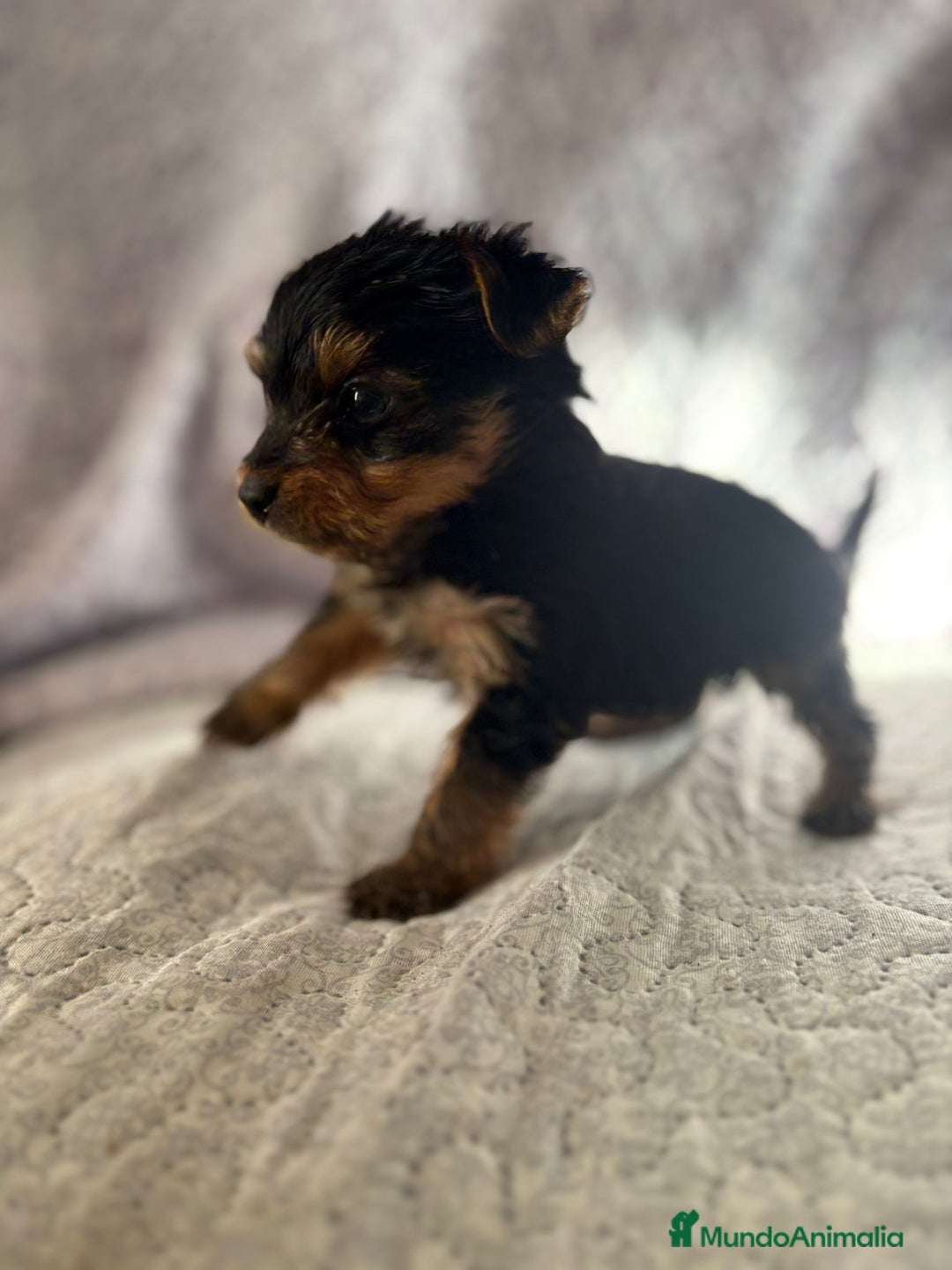 Yorkshire Terrier perros en venta: Yorkshire mini - Imagen 13