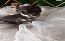 Chihuahua perros en venta: Hembra de chihuahua  - Imagen 1