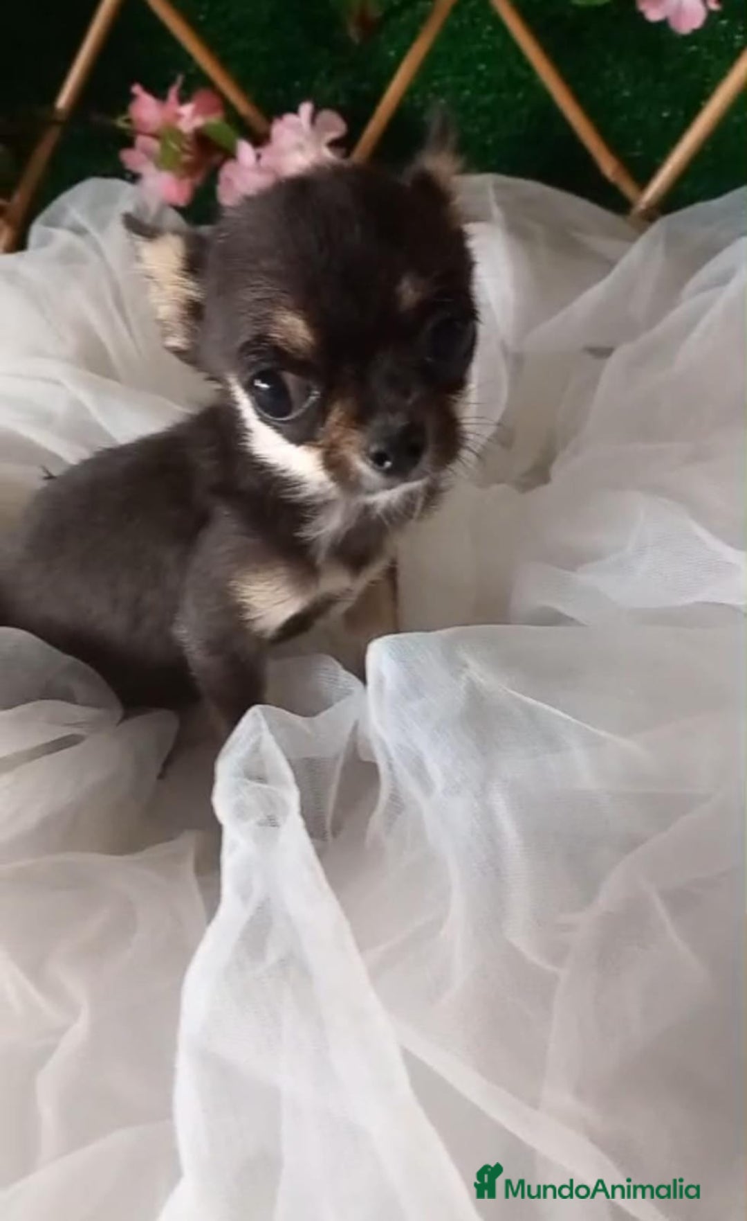Chihuahua perros en venta: Hembra de chihuahua  - Imagen 1