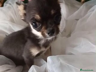 Chihuahua perros - Anuncio 41