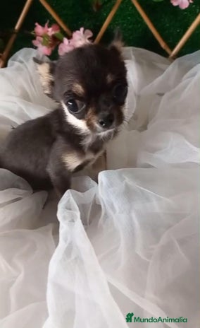 Chihuahua perros - Anuncio 13