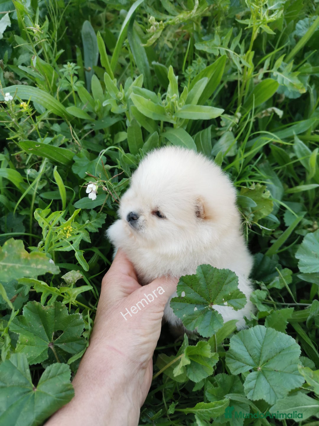 Pomerania perros en venta: Hembras muy pequeñas de pomerania  - Anuncio 5