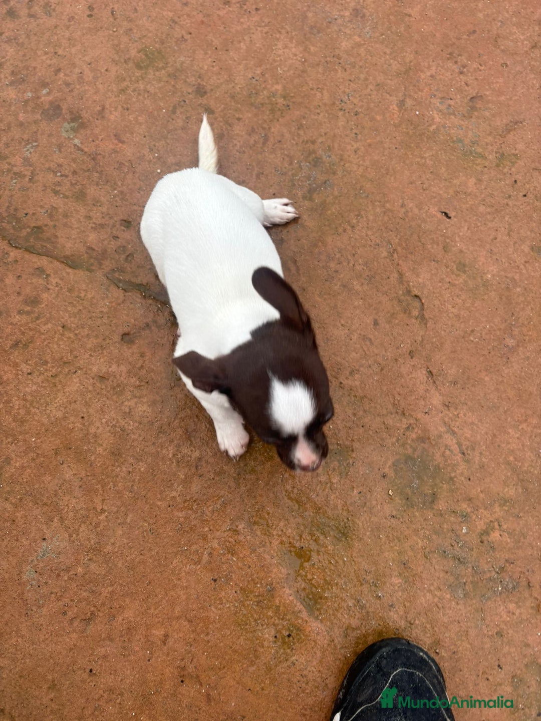 Chihuahua perros en venta: Chihuahua hembra  - Anuncio 2