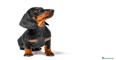 Teckel Miniatura perros TECKEL MARBELLA - Anuncio 2