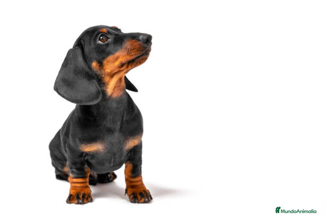 Teckel Miniatura perros en venta: TECKEL MARBELLA - Imagen 3