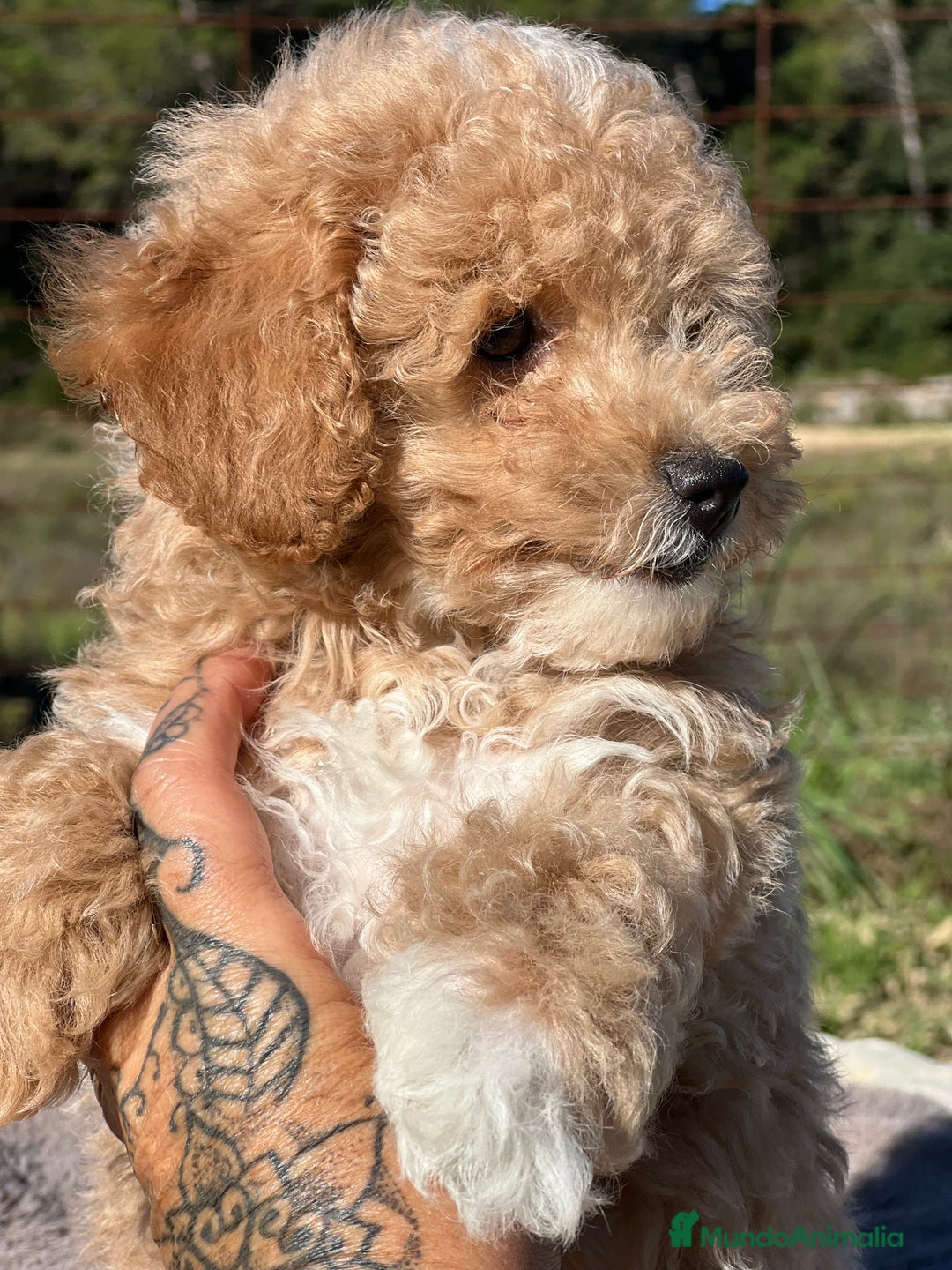 Maltipoo perros en venta: Maltipoo f2  - Imagen 3
