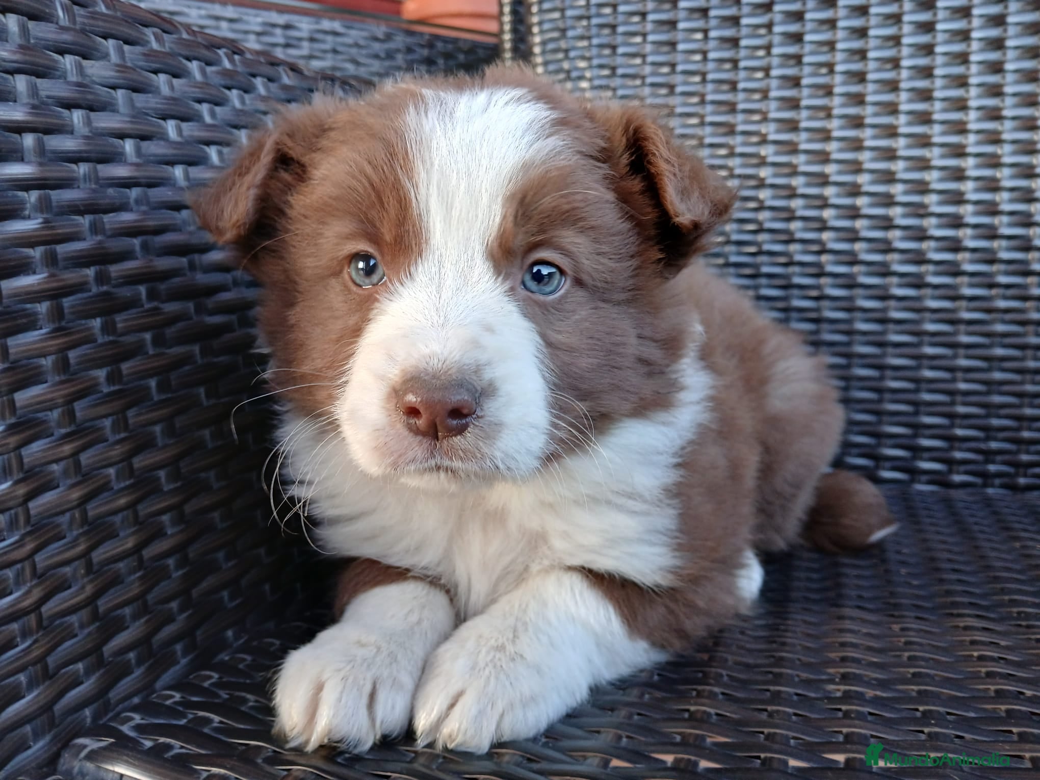 Border Collie perros Border Collie Chocolate  - Anuncio 17