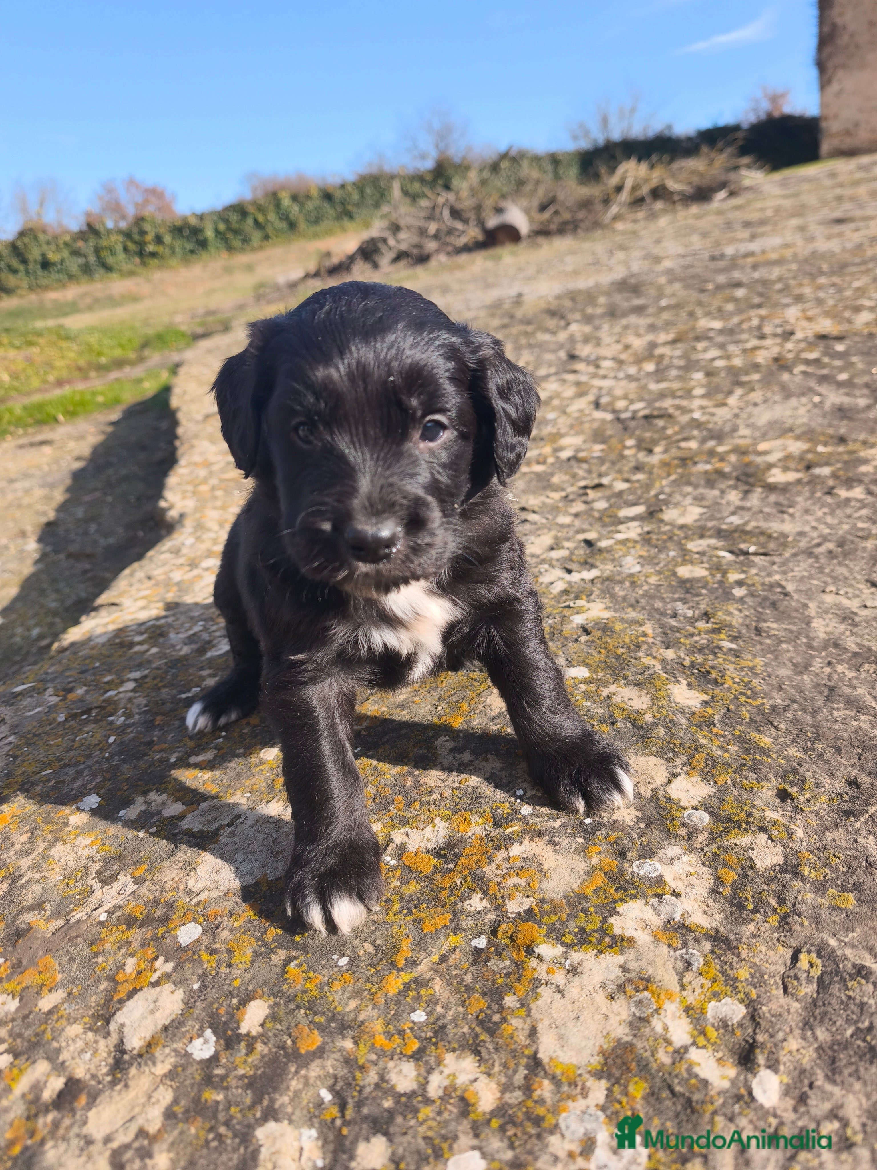 Raza Mixta perros Cachorros bordoodle/borderpoo! - Anuncio 2