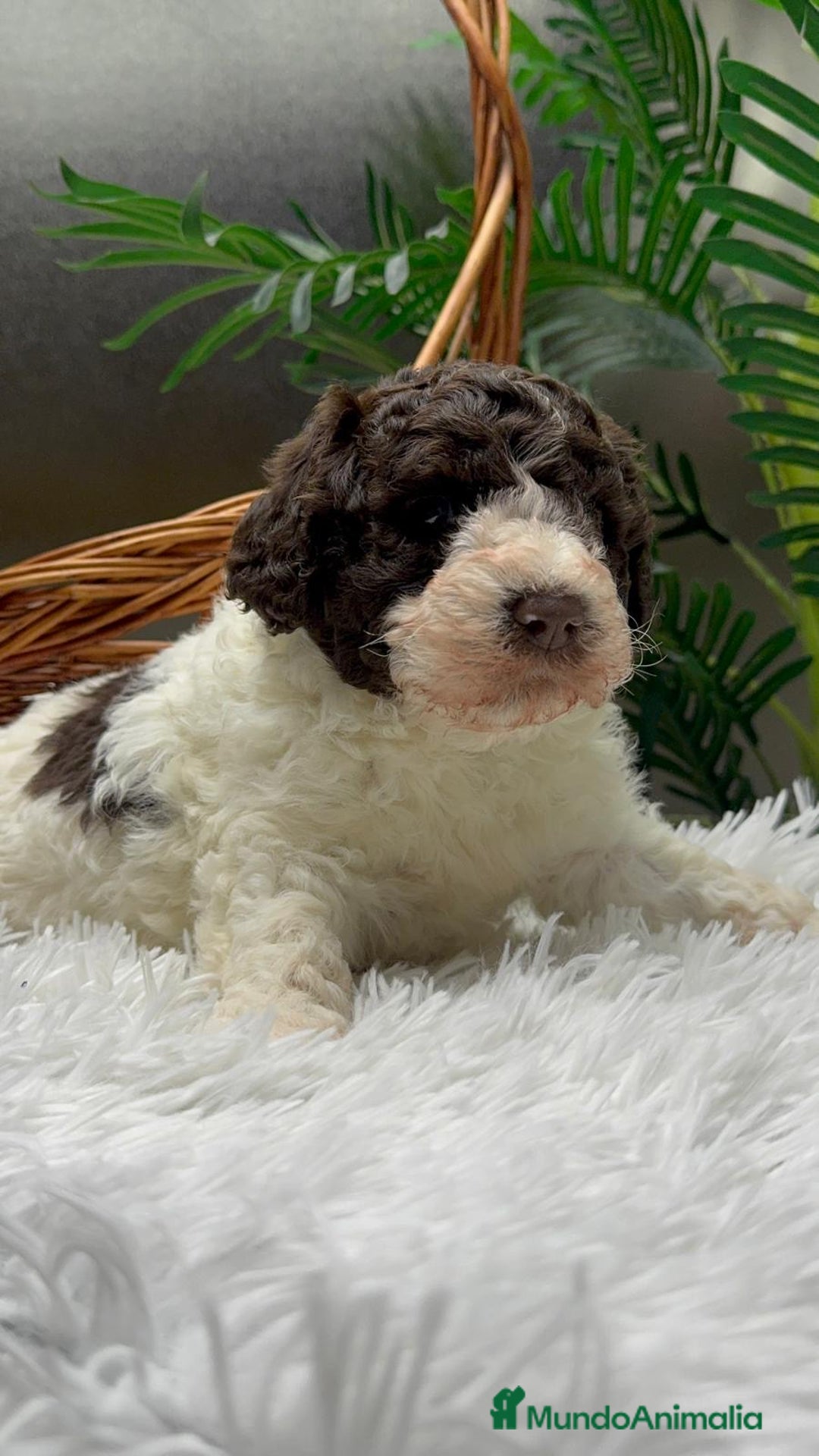 Perro de Agua Español perros en venta: PERRO DE AGUA ESPAÑOL MACHO - Anuncio 6