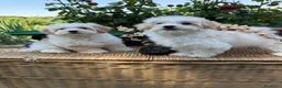 Maltipoo perros en venta: Maltipoo!!! - Anuncio 1