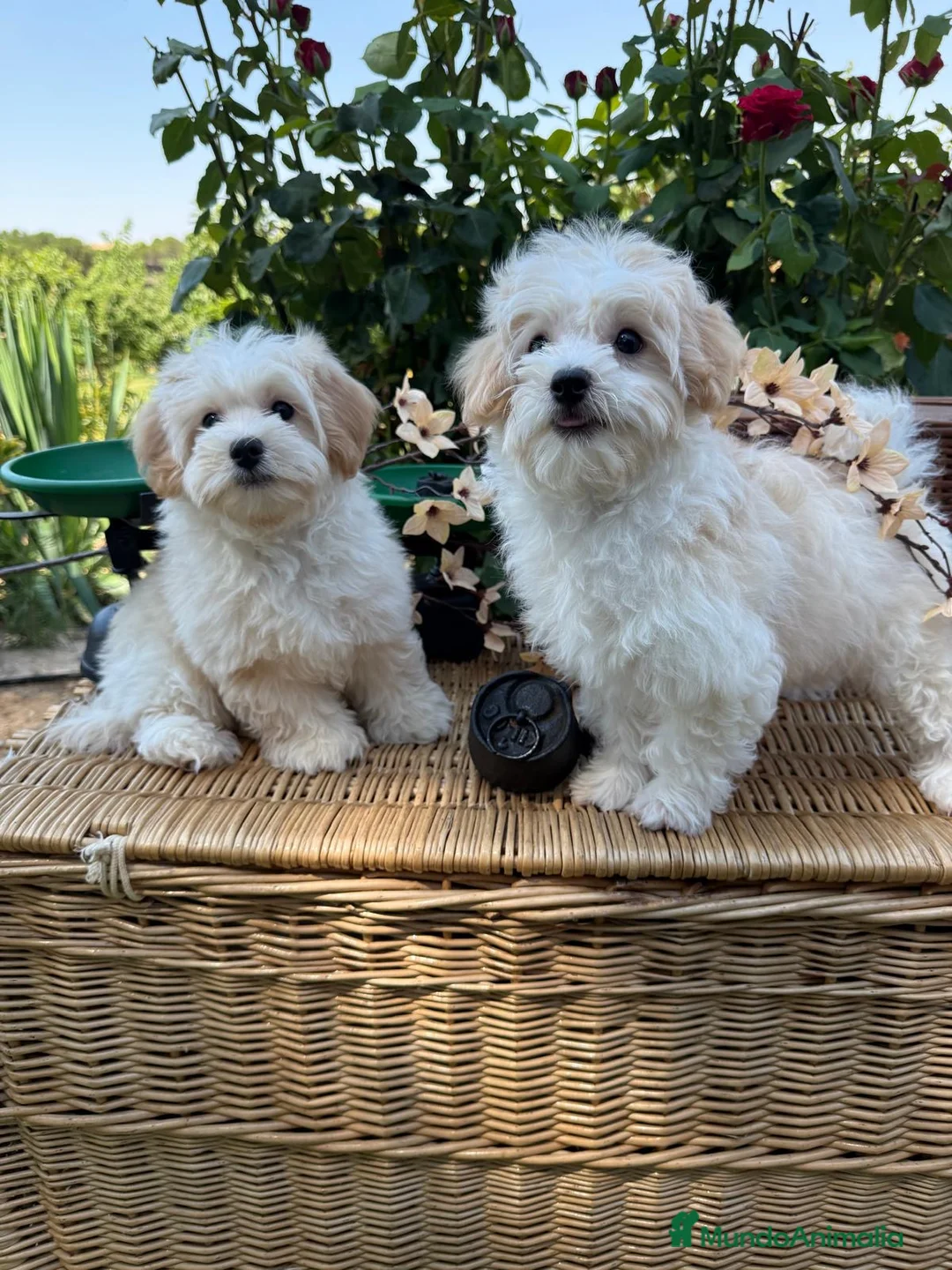Maltipoo perros en venta: Maltipoo!!! - Anuncio 1