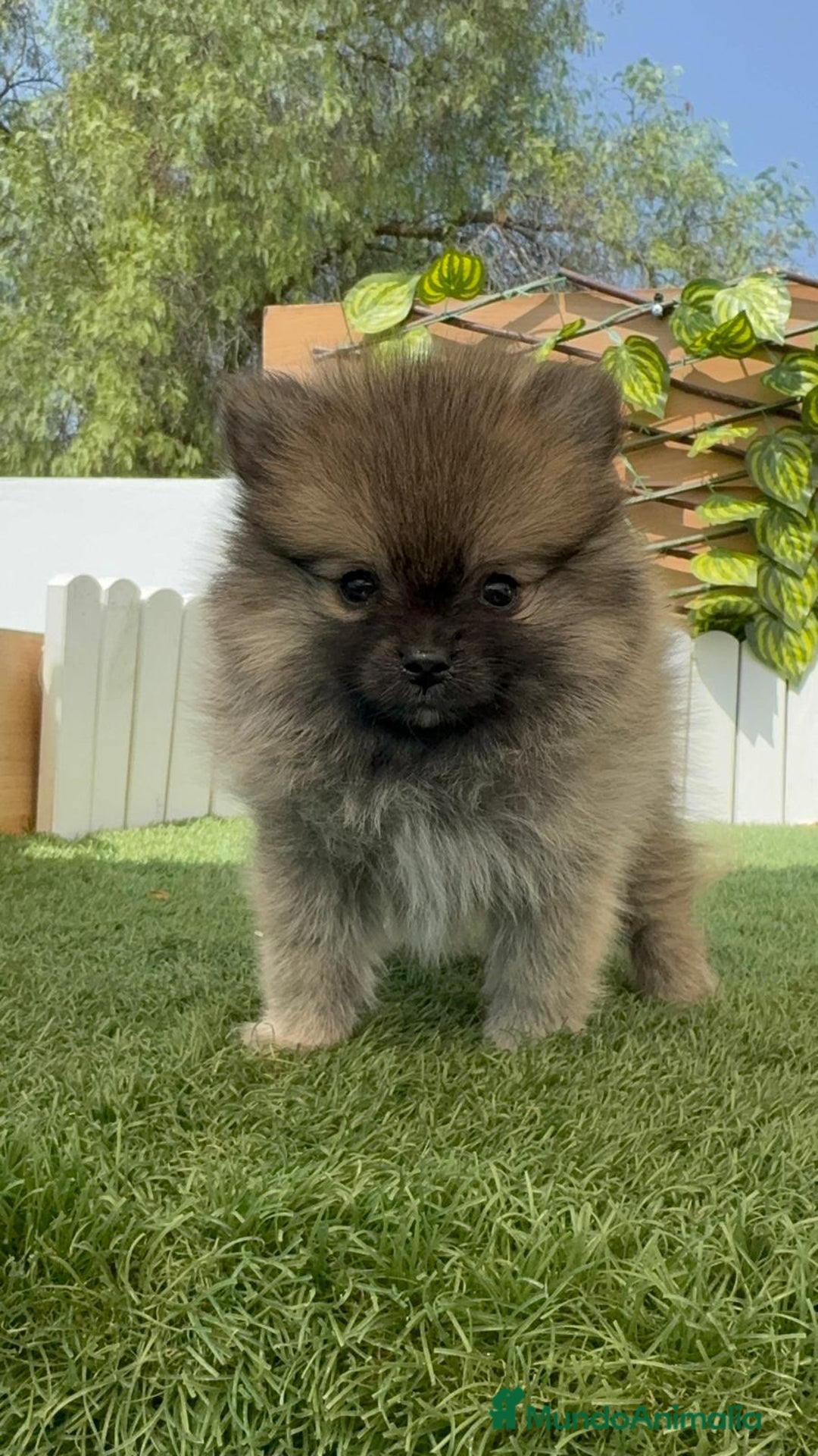 Pomerania perros en venta: POMERANIA HEMBRA - Imagen 4
