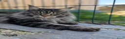 Maine Coon gatos en venta: 🐾 PRECIOSA HEMBRA MAINE COON DISPONIBLE 🐾 - Anuncio 4