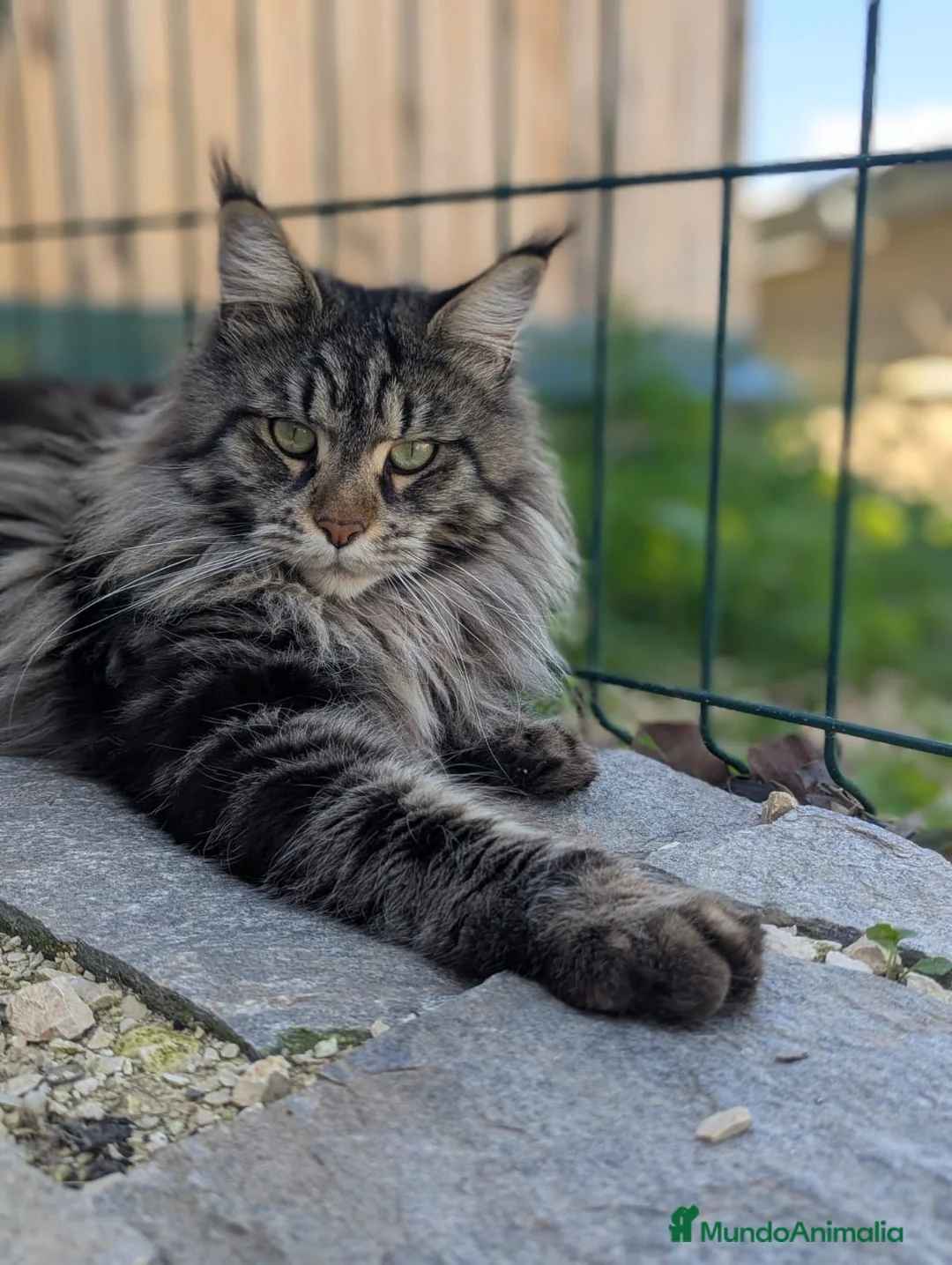 Maine Coon gatos en venta: 🐾 PRECIOSA HEMBRA MAINE COON DISPONIBLE 🐾 - Anuncio 4