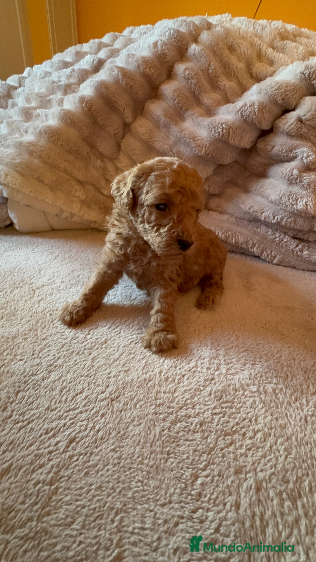 Caniche Toy perros en venta: Cachorro caniche Toy rojo  - Anuncio 8