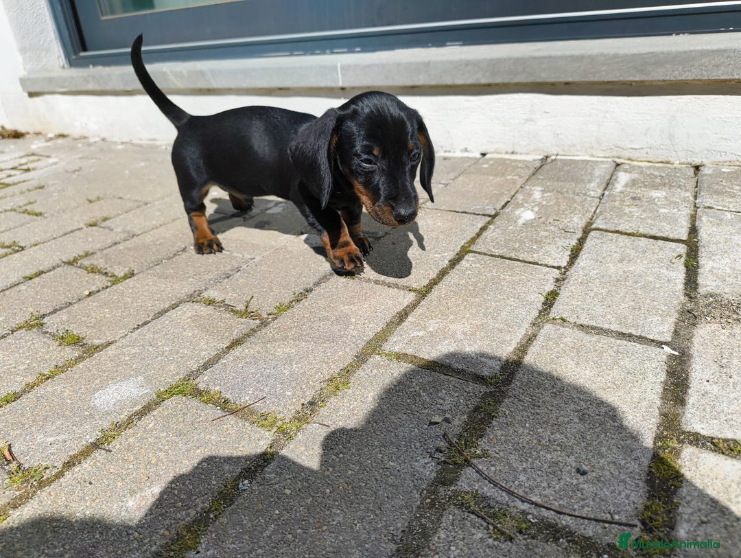 Teckel Miniatura perros en venta: Teckel miniatura - Imagen 4