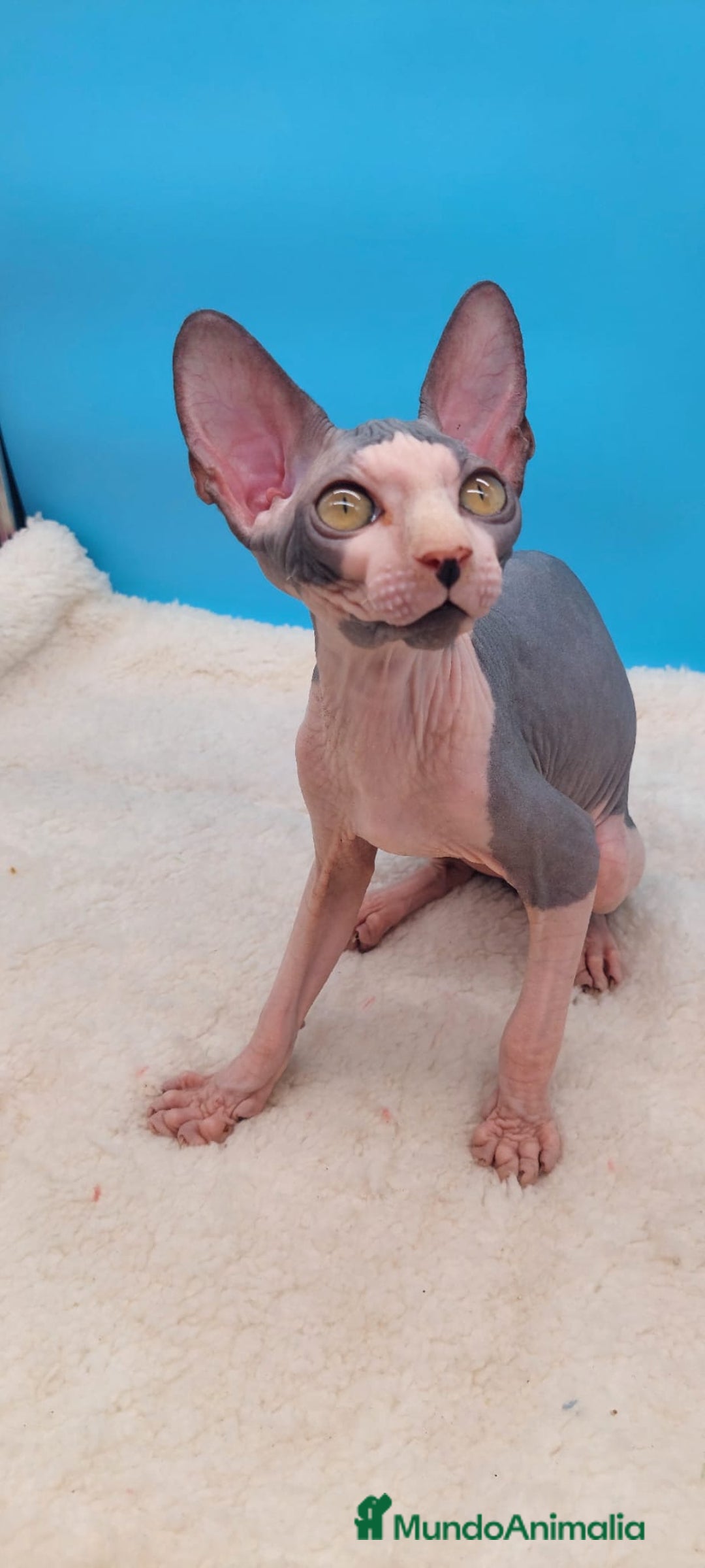 Sphynx gatos en venta: Machito bicolor  - Anuncio 4
