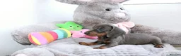 Teckel Miniatura perros en venta: Teckels Miniatura#Calidad, seriedad y seguimiento - Anuncio 16