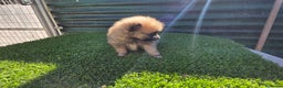 Pomerania perros en venta: Pomerania lulus  - Anuncio 2