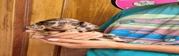 Teckel Miniatura perros en venta: Teckel miniatura  - Anuncio 4