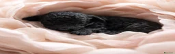 Caniche Toy perros en venta: Cachorritos toy negros  - Anuncio 1