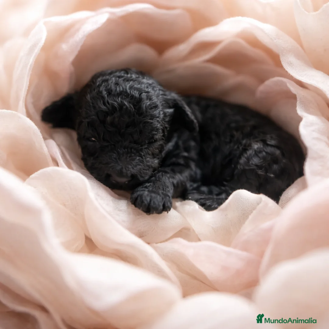 Caniche Toy perros en venta: Cachorritos toy negros  - Anuncio 1