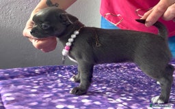 Chihuahua perros en venta: Excelentes chihuahuas azules - Imagen 6