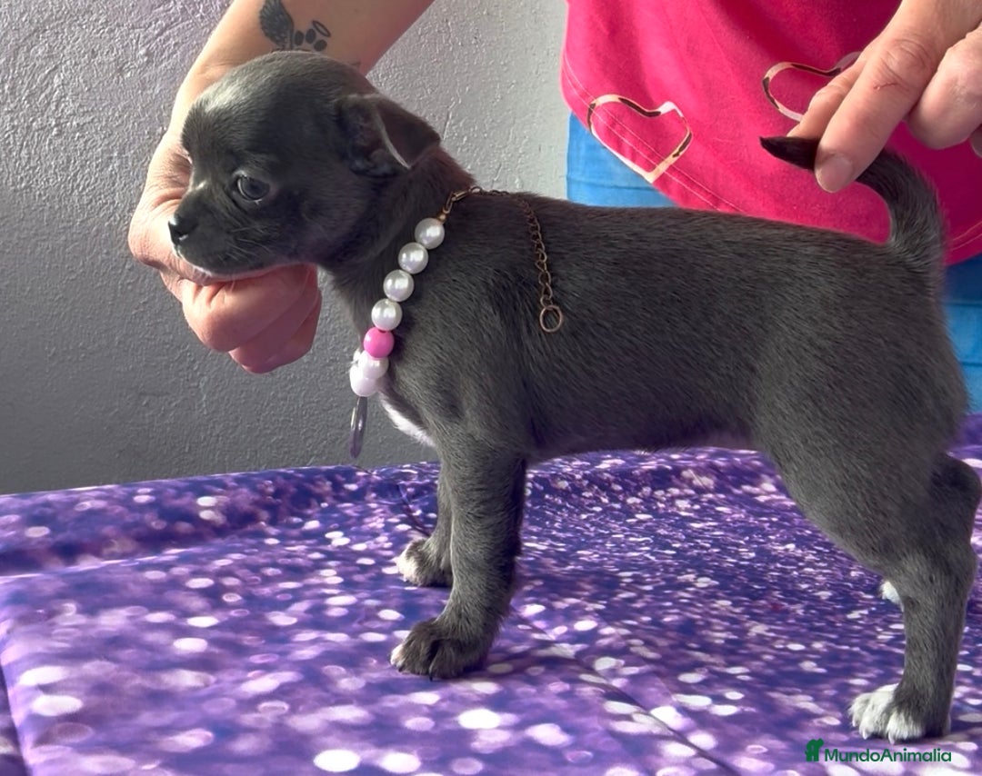 Chihuahua perros en venta: Excelentes chihuahuas azules - Imagen 6