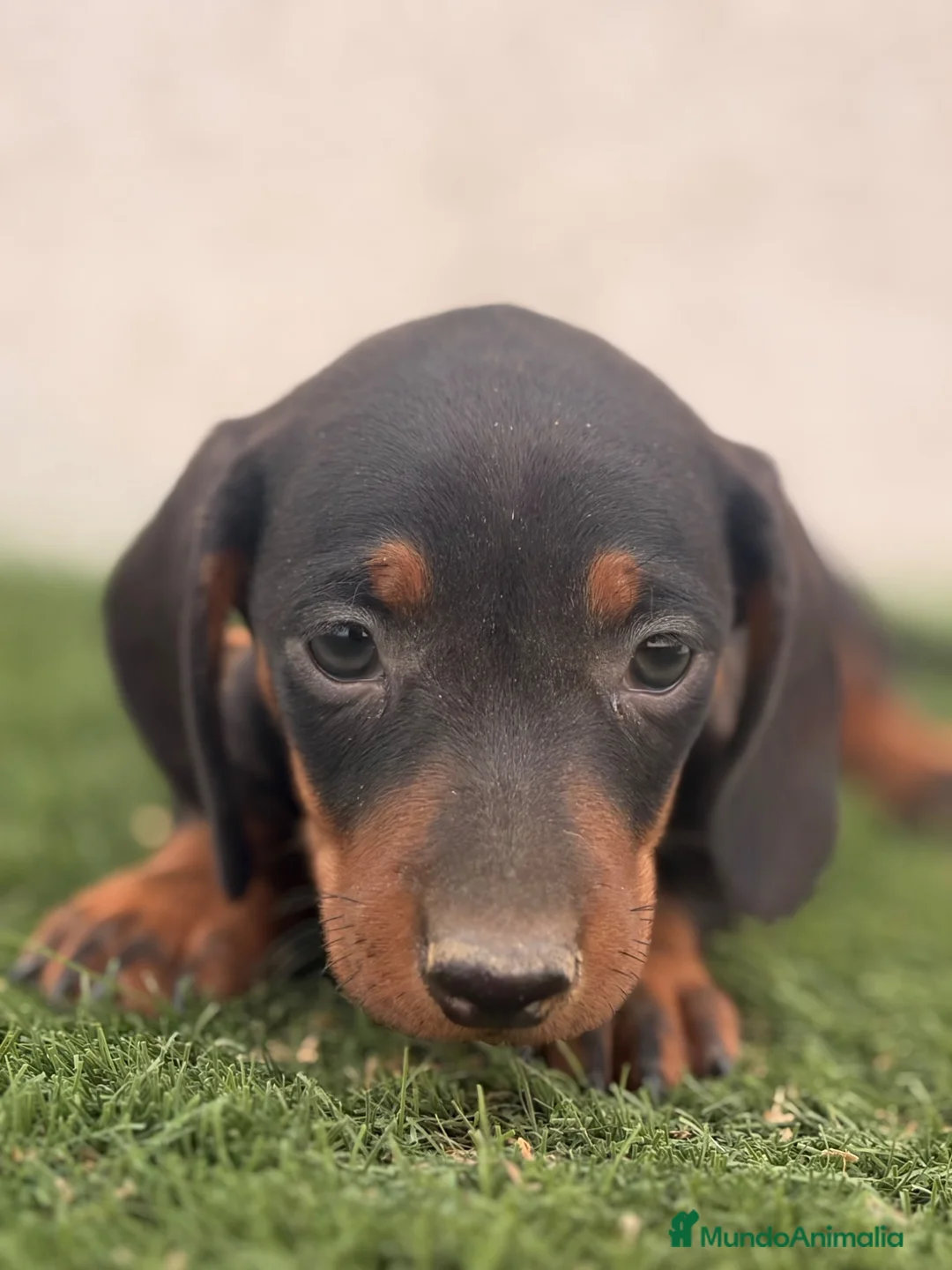Teckel Miniatura perros en venta: Teckel  - Anuncio 1